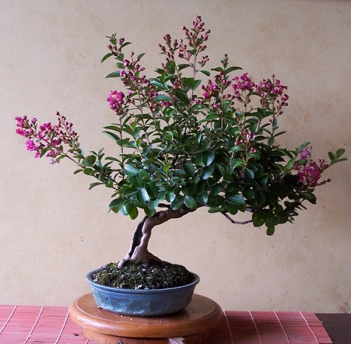 Crepe Myrtle bonsai