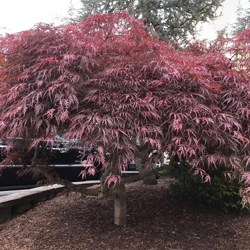 Crimson Queen Japanese Maple