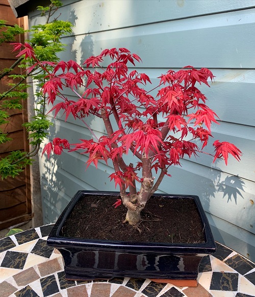 Top Japanese Bonsai Trees 2