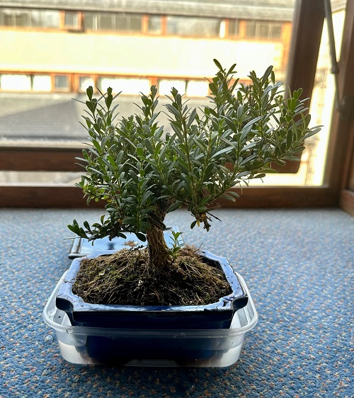 Flowering Bonsai Trees