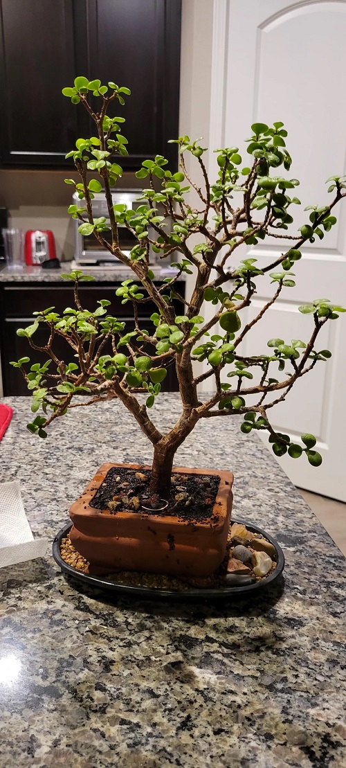 Best Mini Bonsai Trees for Small Spaces and Beginners 2