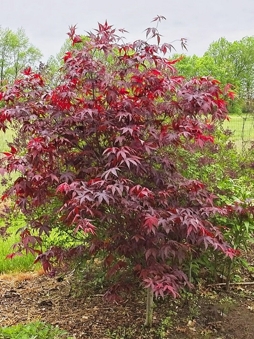 Best Japanese Maples for Bonsai 1