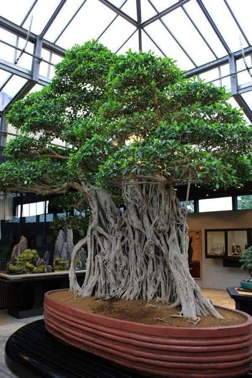 Eye catching Big Bonsai Trees 3