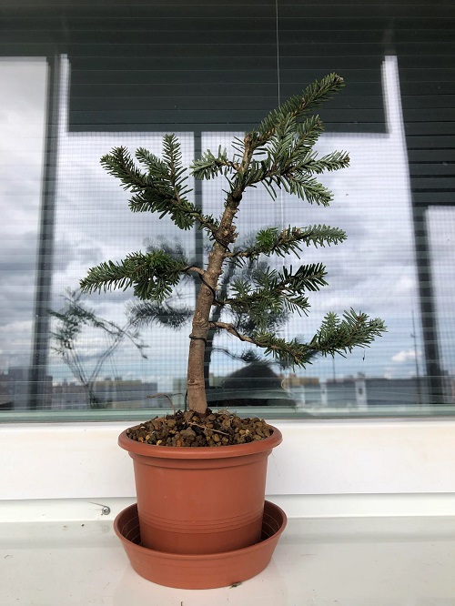 Best Mini Bonsai Trees for Small Spaces and Beginners 1