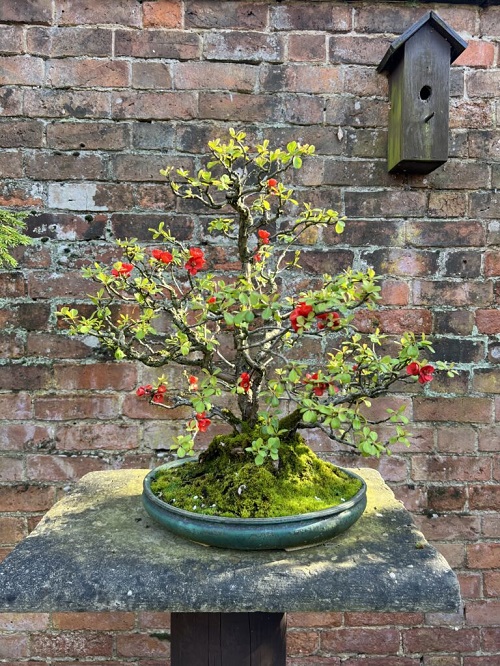 Bonsai Trees with Red Flowers 5