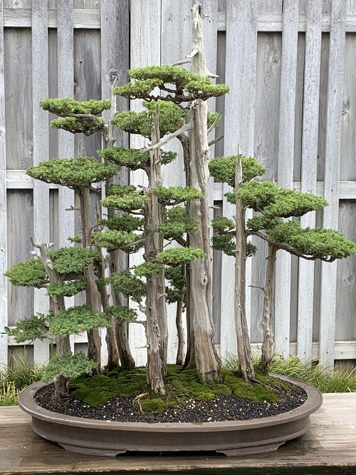 Beautiful Big Bonsai Trees 4