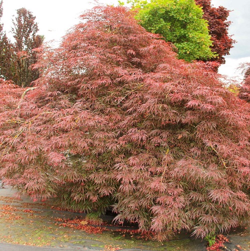 Inaba Shidare Lace Leaf Japanese Maple