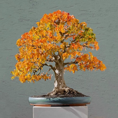 Big Bonsai Trees 1
