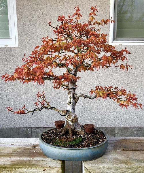 Top Japanese Bonsai Trees 6