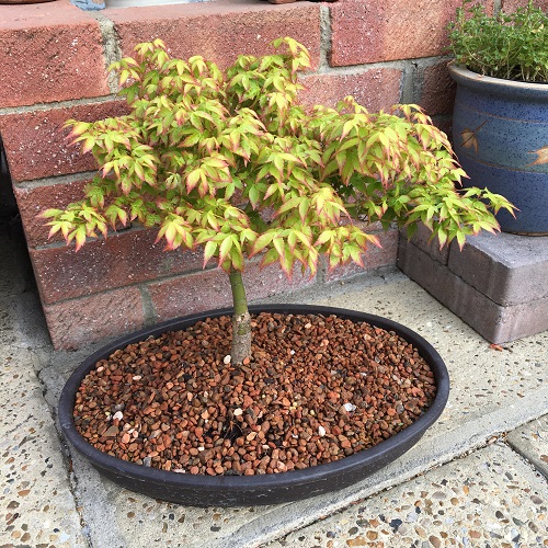 Top Japanese Bonsai Trees 3