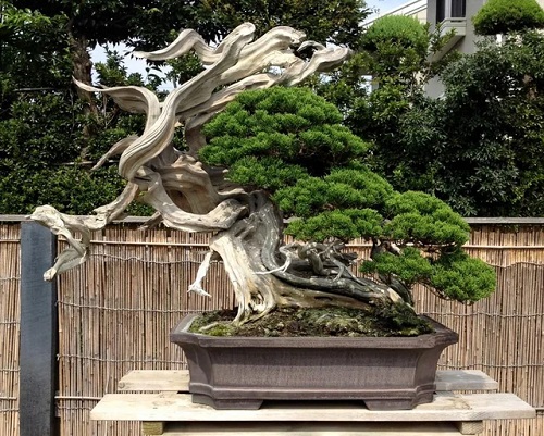 Beautiful Big Bonsai Trees 3