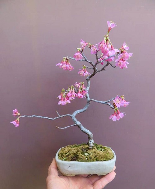 Bonsai with Pink Flowers 9