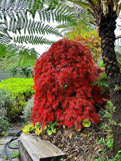 Best Japanese Maples for Bonsai 3