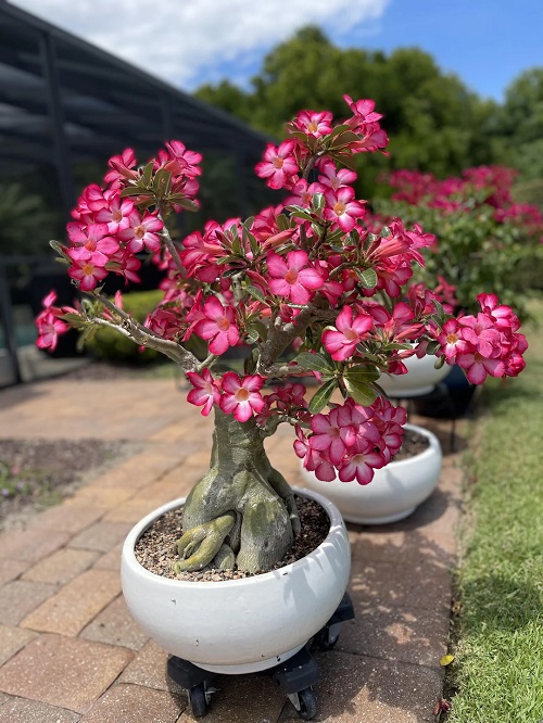 Bonsai with Pink Flowers 1