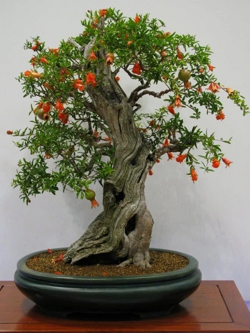 Bonsai Trees with Red Flowers 1