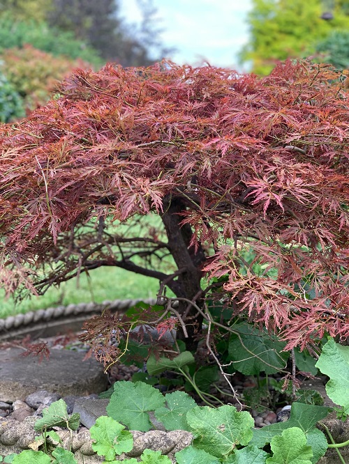 Japanese Maples Varieties
