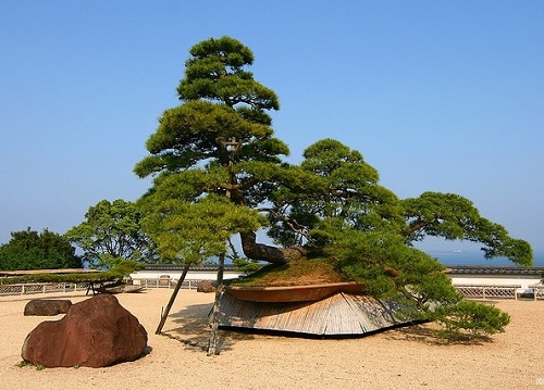 Big Bonsai Trees 2