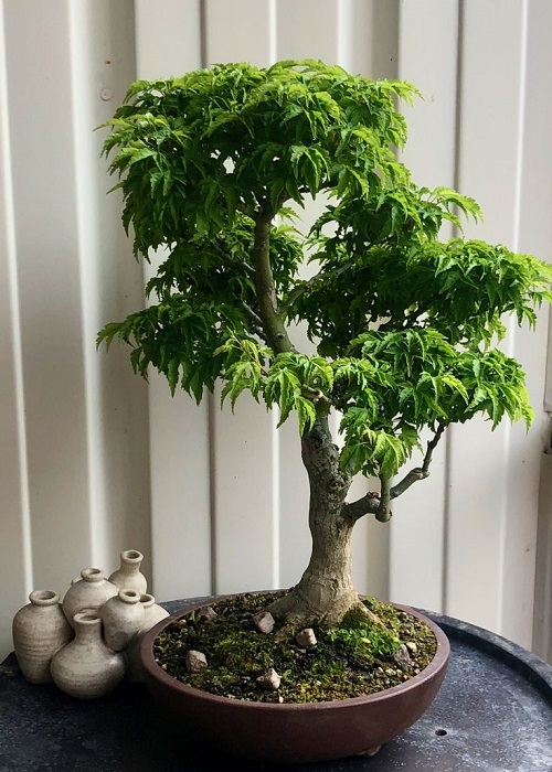 Top Japanese Bonsai Trees 7