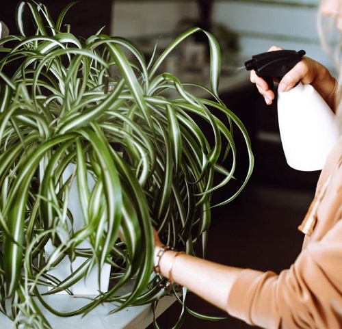 Spider Plants fertilizer