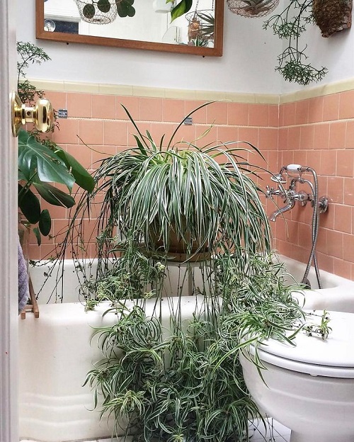 spider plants in bathroom
