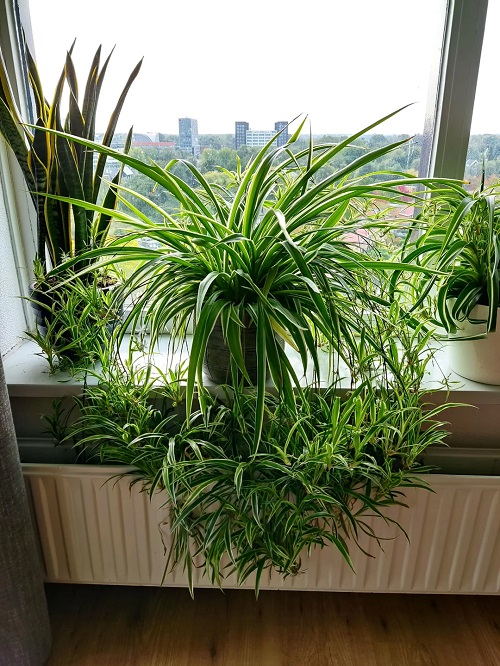 spider plants near window