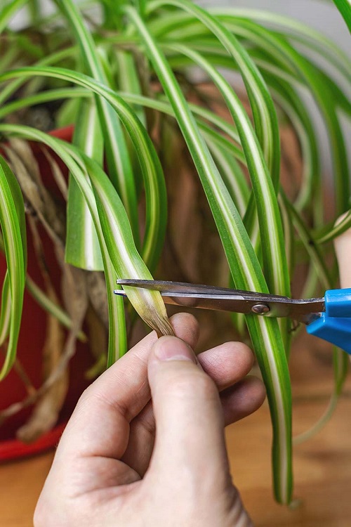 Spider Plants pruning