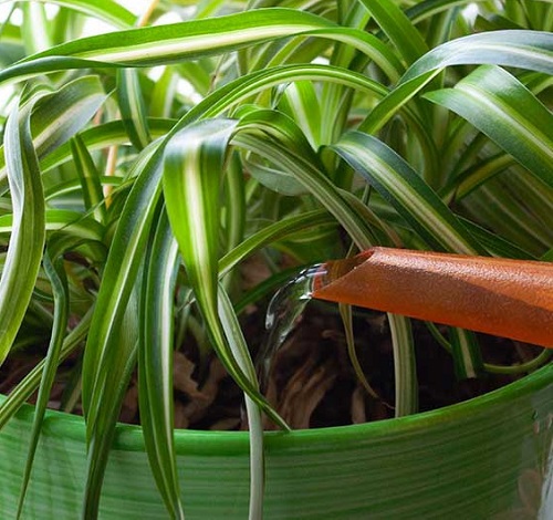 How to Remove Brown Tips From Spider Plants without Hurting them 2