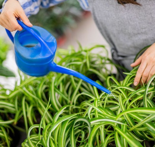How to Remove Brown Tips From Spider Plants without Hurting them 3