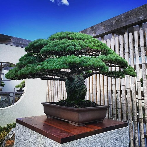 Top Japanese Bonsai Trees 1
