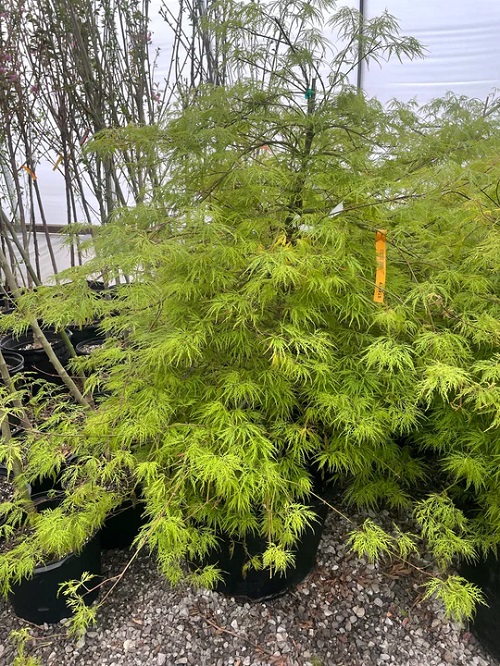 Japanese Maples Varieties 2