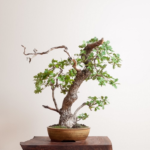 Best Mini Bonsai Trees for Small Spaces and Beginners 3