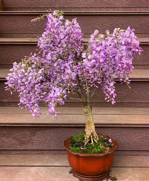 Bonsai with Pink Flowers 13