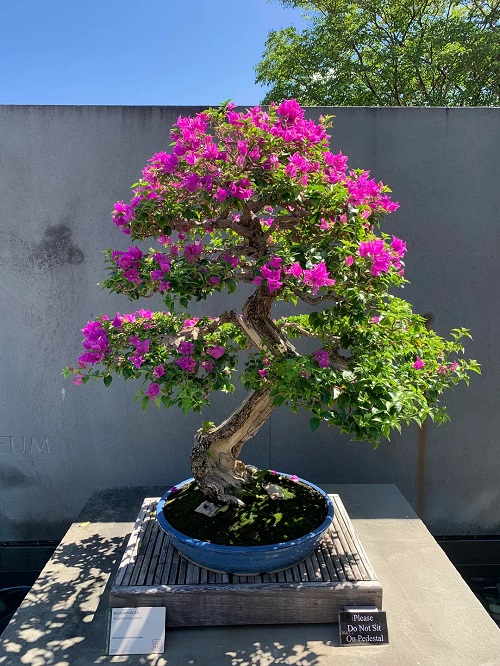 Growing Bougainvillea Bonsai in garden