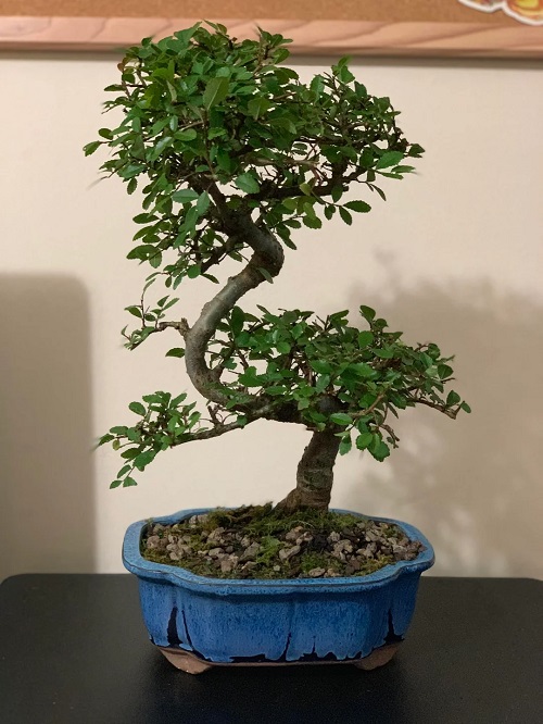 Flowering Bonsai Trees 2