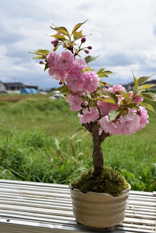 Bonsai with Pink Flowers 6
