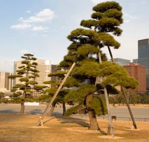 Big Bonsai Trees 4