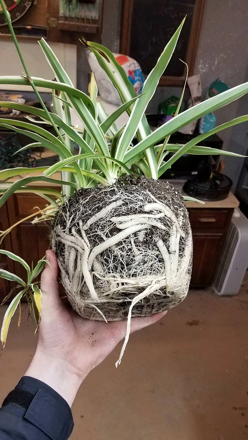 Spider Plants root bound
