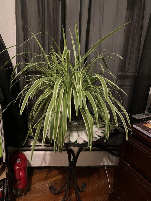 Spider Plant in bedroom 
