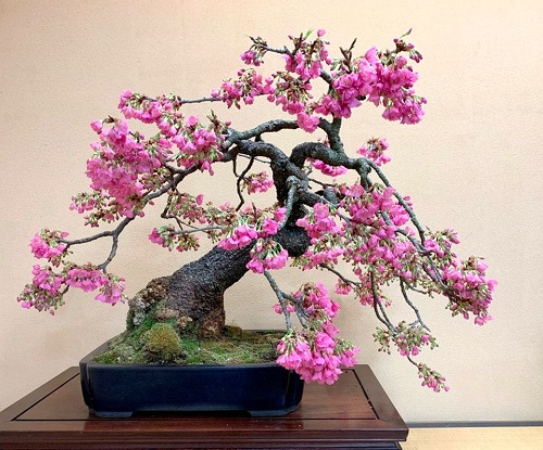 Bonsai Trees with Pink Flowers 2
