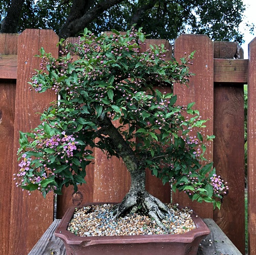 Bonsai Trees with Pink Flowers 3