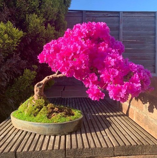 Growing an Azalea Bonsai Tree