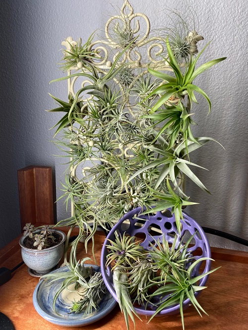 Air Plants outdoor