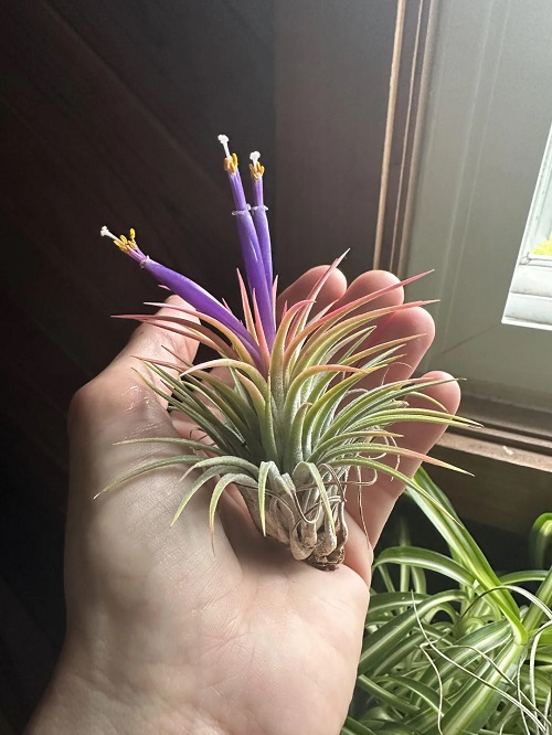 Air Plants bloom