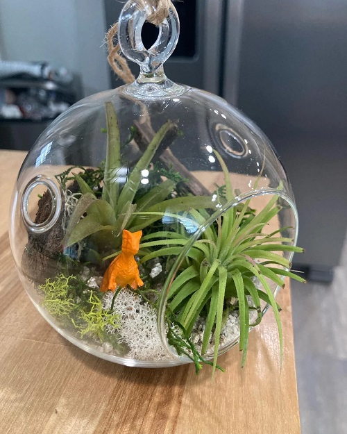 Things You Need to Know Before Growing Air Plants 2