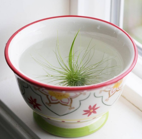 Air Plants watering