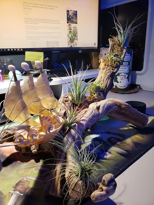 Things You Need to Know Before Growing Air Plants 1
