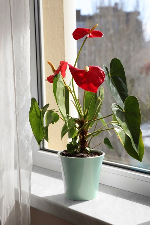 Growing an Anthurium indoor