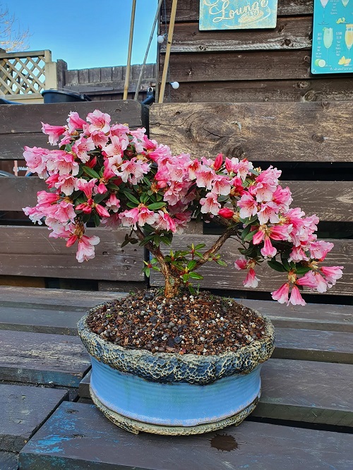Azalea Bonsai Care and Growing Information