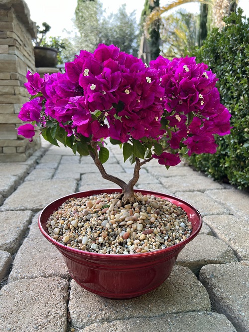 Bonsai Trees with Pink Flowers 8