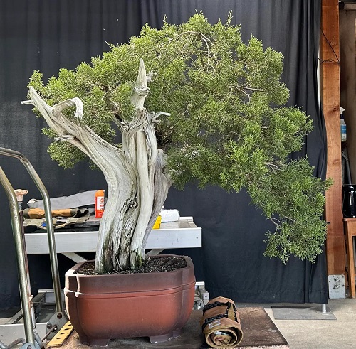 California juniper bonsai